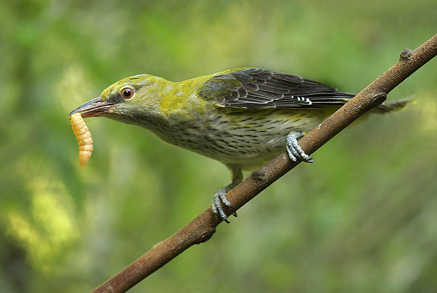 rigogolo femmina Oriolus oriolus